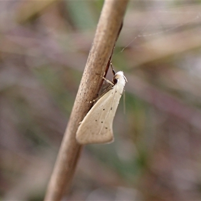 Thalerotricha mylicella (A concealer moth) at Cook, ACT - 5 Oct 2024 by CathB