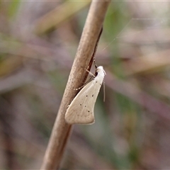 Thalerotricha mylicella at Cook, ACT - 5 Oct 2024