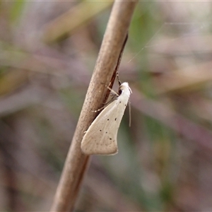 Thalerotricha mylicella at Cook, ACT - 5 Oct 2024