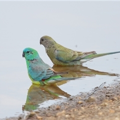 Psephotus haematonotus (Red-rumped Parrot) at Throsby, ACT - 23 Oct 2024 by TimL