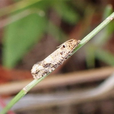 Constrictana group constrictana at Cook, ACT - 6 Oct 2024 by CathB