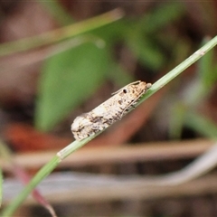 Isochorista ranulana at Cook, ACT - 6 Oct 2024 05:23 PM