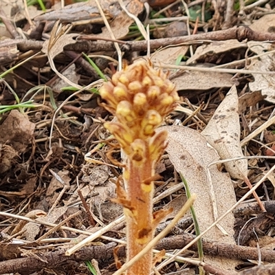 Orobanche minor (Broomrape) at Symonston, ACT - 23 Oct 2024 by Mike