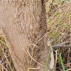 Papyrius sp. (genus) at Symonston, ACT - suppressed