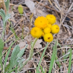 Chrysocephalum apiculatum (Common Everlasting) at Symonston, ACT - 23 Oct 2024 by Mike