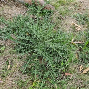 Cirsium vulgare at Symonston, ACT - 23 Oct 2024 03:04 PM