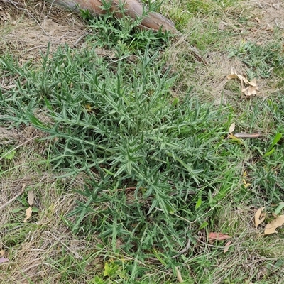 Cirsium vulgare (Spear Thistle) at Symonston, ACT - 23 Oct 2024 by Mike