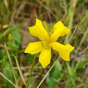 Goodenia pinnatifida at Symonston, ACT - 23 Oct 2024