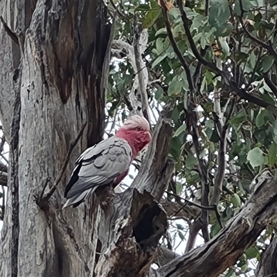 Eolophus roseicapilla (Galah) at Symonston, ACT - 23 Oct 2024 by Mike