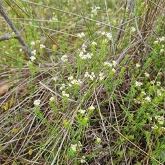 Asperula conferta (Common Woodruff) at Symonston, ACT - 23 Oct 2024 by Mike