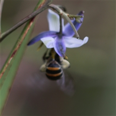 Lipotriches (Austronomia) australica at Stream Hill, NSW - 23 Oct 2024 by PaperbarkNativeBees