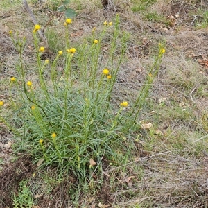 Xerochrysum viscosum at Symonston, ACT - 23 Oct 2024