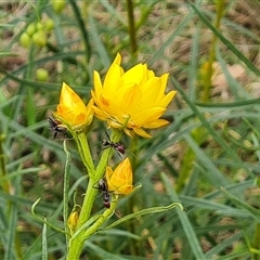 Xerochrysum viscosum at Symonston, ACT - 23 Oct 2024