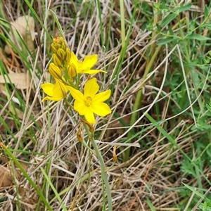 Bulbine bulbosa at Symonston, ACT - 23 Oct 2024 02:32 PM