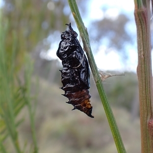 Delias harpalyce at Cook, ACT - 7 Oct 2024 04:31 PM