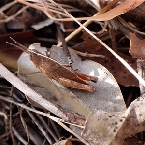 Goniaea sp. (genus) at Cook, ACT - 7 Oct 2024