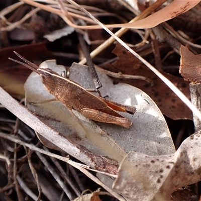 Goniaea sp. (genus) (A gumleaf grasshopper) at Cook, ACT - 7 Oct 2024 by CathB