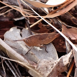 Goniaea sp. (genus) at Cook, ACT - 7 Oct 2024