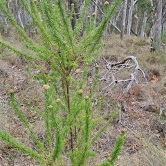 Cassinia aculeata subsp. aculeata (Dolly Bush, Common Cassinia, Dogwood) at Carwoola, NSW - 23 Oct 2024 by LPadg