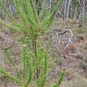 Cassinia aculeata subsp. aculeata at Carwoola, NSW - 23 Oct 2024