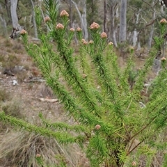 Cassinia aculeata subsp. aculeata at Carwoola, NSW - 23 Oct 2024