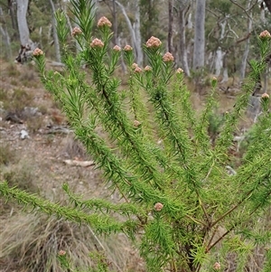 Cassinia aculeata subsp. aculeata at Carwoola, NSW - 23 Oct 2024