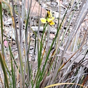 Diuris sulphurea at Carwoola, NSW - 23 Oct 2024