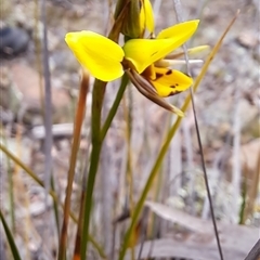 Diuris sulphurea at Carwoola, NSW - suppressed