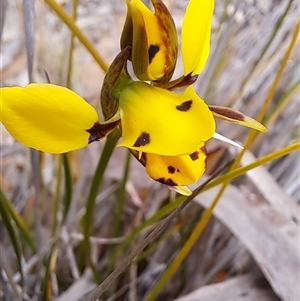 Diuris sulphurea at Carwoola, NSW - 23 Oct 2024