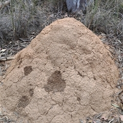 Nasutitermes exitiosus (Snouted termite, Gluegun termite) at Carwoola, NSW - 22 Oct 2024 by LPadg