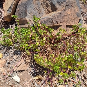 Senecio angulatus at Fadden, ACT - 21 Oct 2024