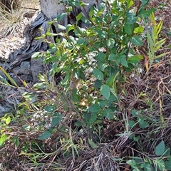 Viburnum tinus (Laurustinus) at Fadden, ACT - 21 Oct 2024 by LPadg