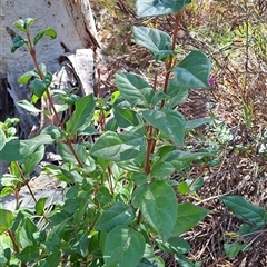 Viburnum tinus at Fadden, ACT - 21 Oct 2024