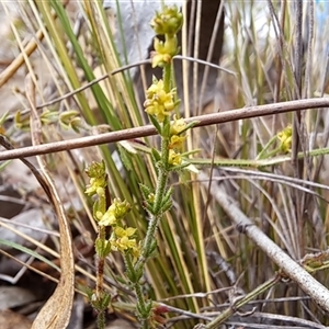 Galium gaudichaudii subsp. gaudichaudii at Carwoola, NSW - 23 Oct 2024