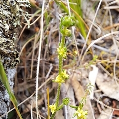 Galium gaudichaudii subsp. gaudichaudii at Carwoola, NSW - 23 Oct 2024