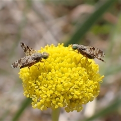 Tephritidae sp. (family) at Cook, ACT - 6 Oct 2024 by CathB