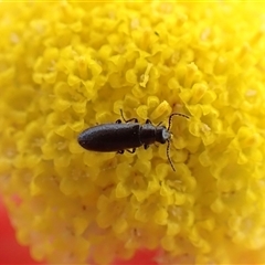 Dasytinae (subfamily) (Soft-winged flower beetle) at Cook, ACT - 6 Oct 2024 by CathB