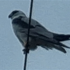 Elanus axillaris (Black-shouldered Kite) at Tarago, NSW - 23 Oct 2024 by clarehoneydove