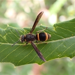 Paralastor sp. (genus) at Cook, ACT - 6 Oct 2024