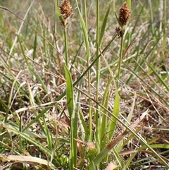 Luzula ovata (Pyramid Woodrush) at Cook, ACT - 8 Oct 2024 by CathB