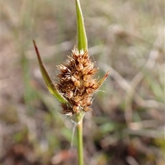 Luzula ovata at Cook, ACT - 8 Oct 2024 03:57 PM