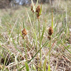 Luzula ovata at Cook, ACT - 8 Oct 2024 03:57 PM