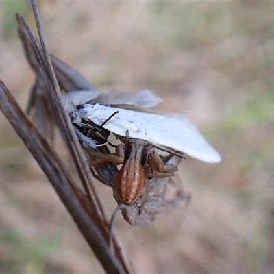 Runcinia acuminata (Pointy Crab Spider) at Cook, ACT - 8 Oct 2024 by CathB