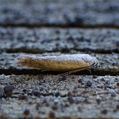 Unverified Concealer moth (Oecophoridae) at Cook, ACT - 9 Oct 2024 by CathB