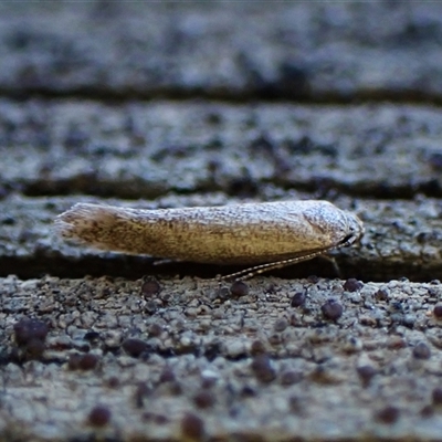 Unverified Concealer moth (Oecophoridae) at Cook, ACT - 9 Oct 2024 by CathB
