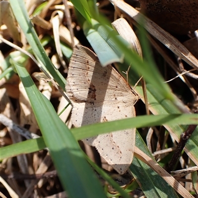 Taxeotis perlinearia (Spring Taxeotis) at Cook, ACT - 8 Oct 2024 by CathB