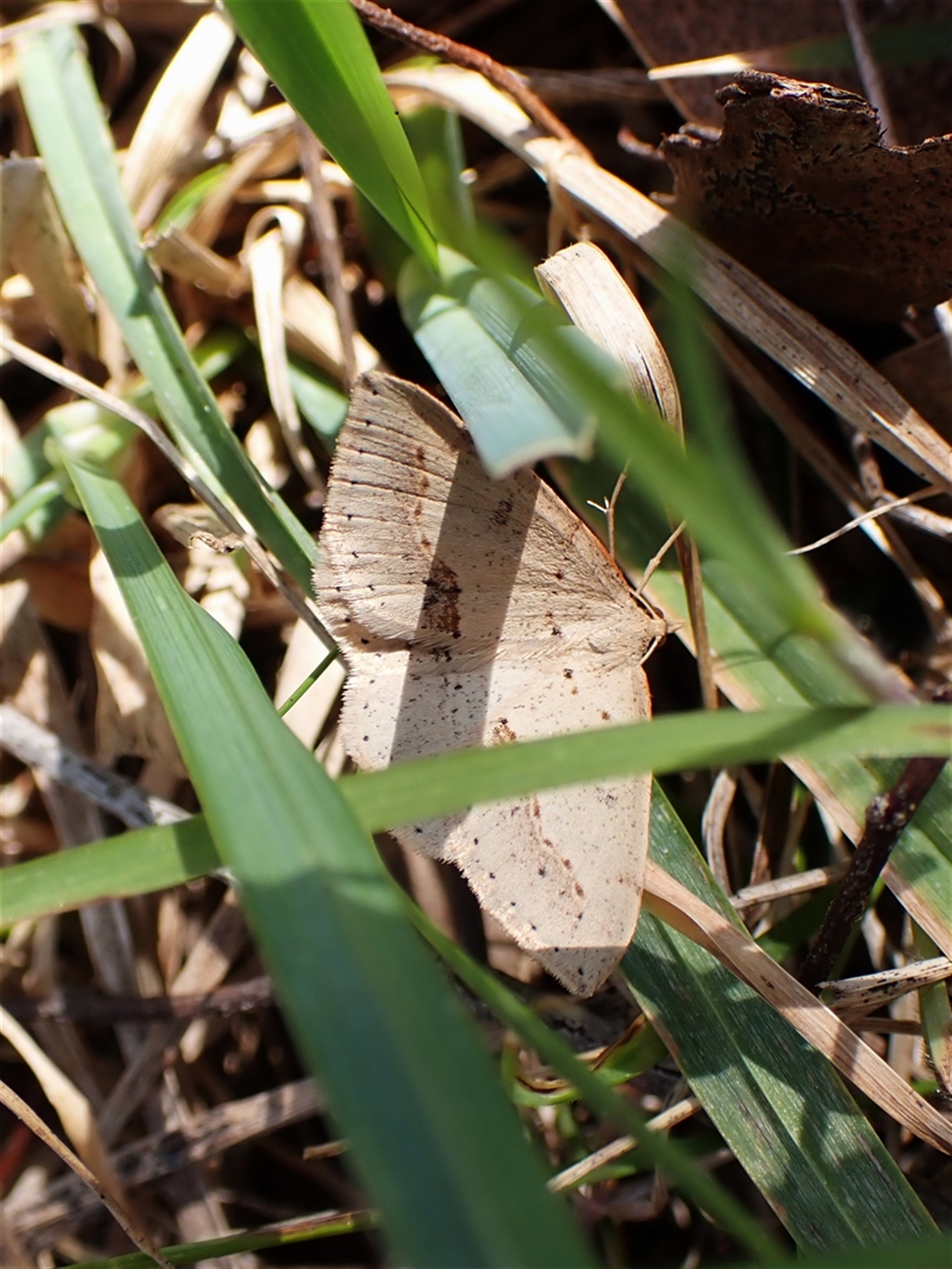 Taxeotis perlinearia at Cook, ACT - 9 Oct 2024 10:33 AM