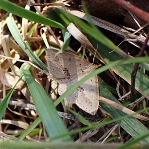 Taxeotis perlinearia at Cook, ACT - 9 Oct 2024