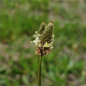 Plantago lanceolata at Gundary, NSW - 23 Oct 2024