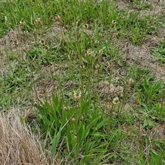 Plantago lanceolata at Gundary, NSW - 23 Oct 2024